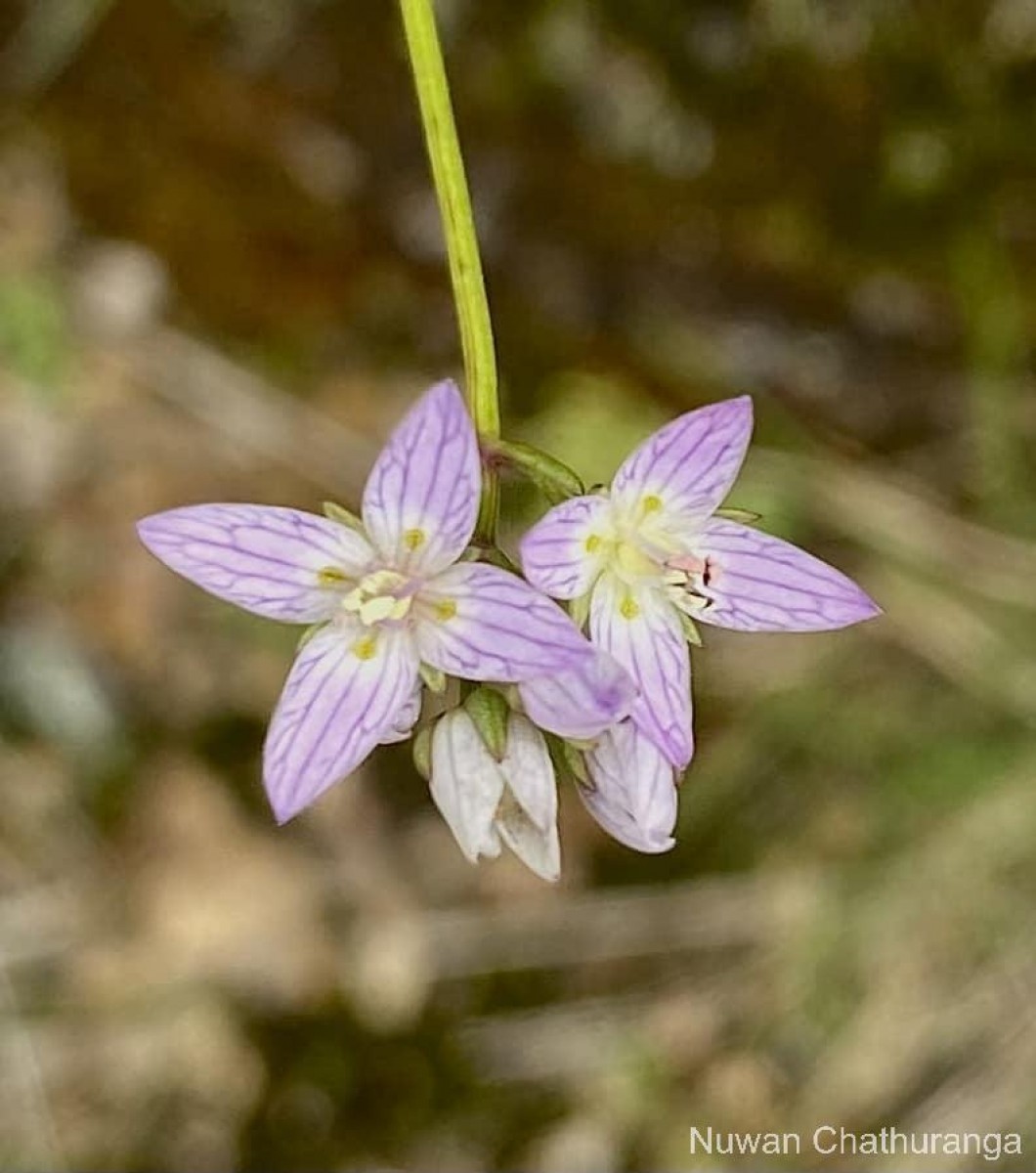 Swertia zeylanica (Griseb.) Walker ex C.B.Clarke